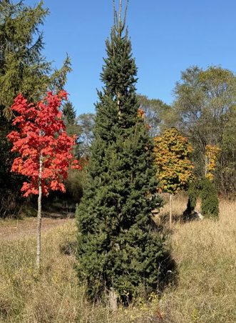 Epinette de Norvège 'Cupressina'