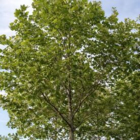 Platane à feuilles d’érable 'Exclamation'