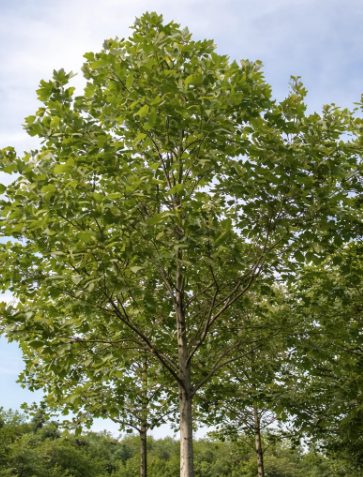 Platane à feuilles d’érable 'Exclamation'