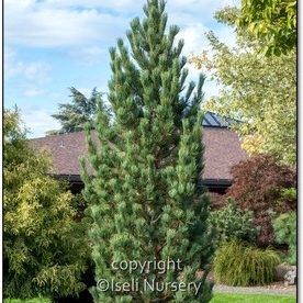 Pin cembra 'Prairie statesman'