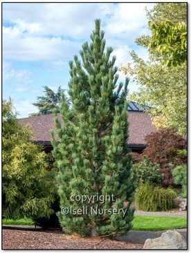 Pin cembra 'Prairie statesman'