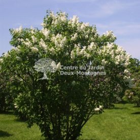 Lilas commun 'Madame lemoine'