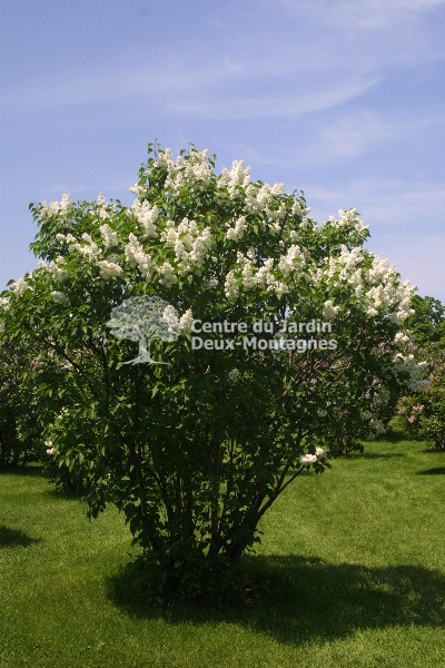 Lilas commun 'Madame lemoine'