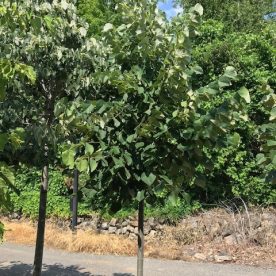 Tilleul européen 'Sterling silver'