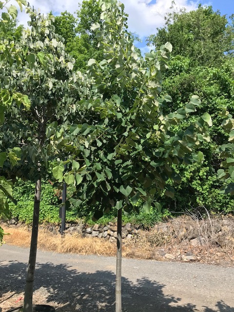 Tilleul européen 'Sterling silver'