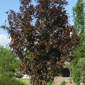 Pommetier 'Gladiator'