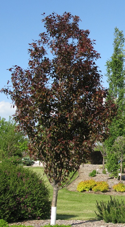 Pommetier 'Gladiator'