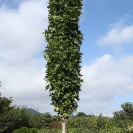 Copalme d'Amérique 'Slender Silhouette'