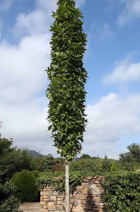 Copalme d'Amérique 'Slender Silhouette'