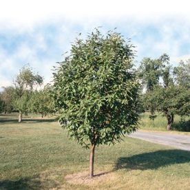 Sorbier à feuilles de chêne