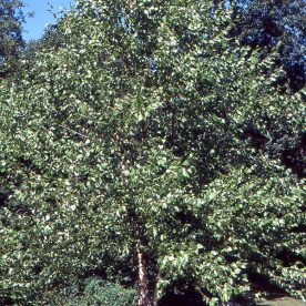 Bouleau noir 'Heritage'