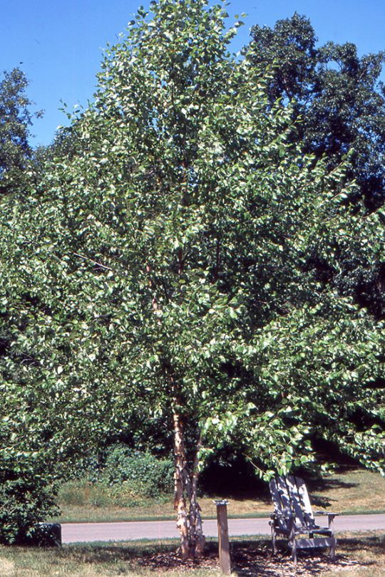 Bouleau noir 'Heritage'