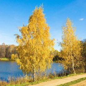 Black Birch Heritage