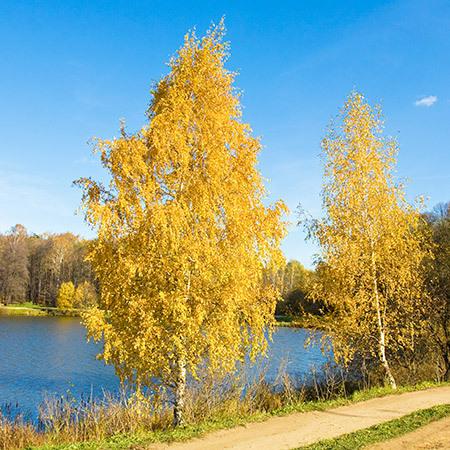 Bouleau noir 'Heritage'