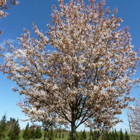 Amélanchier à grandes fleurs 'Robin Hill'