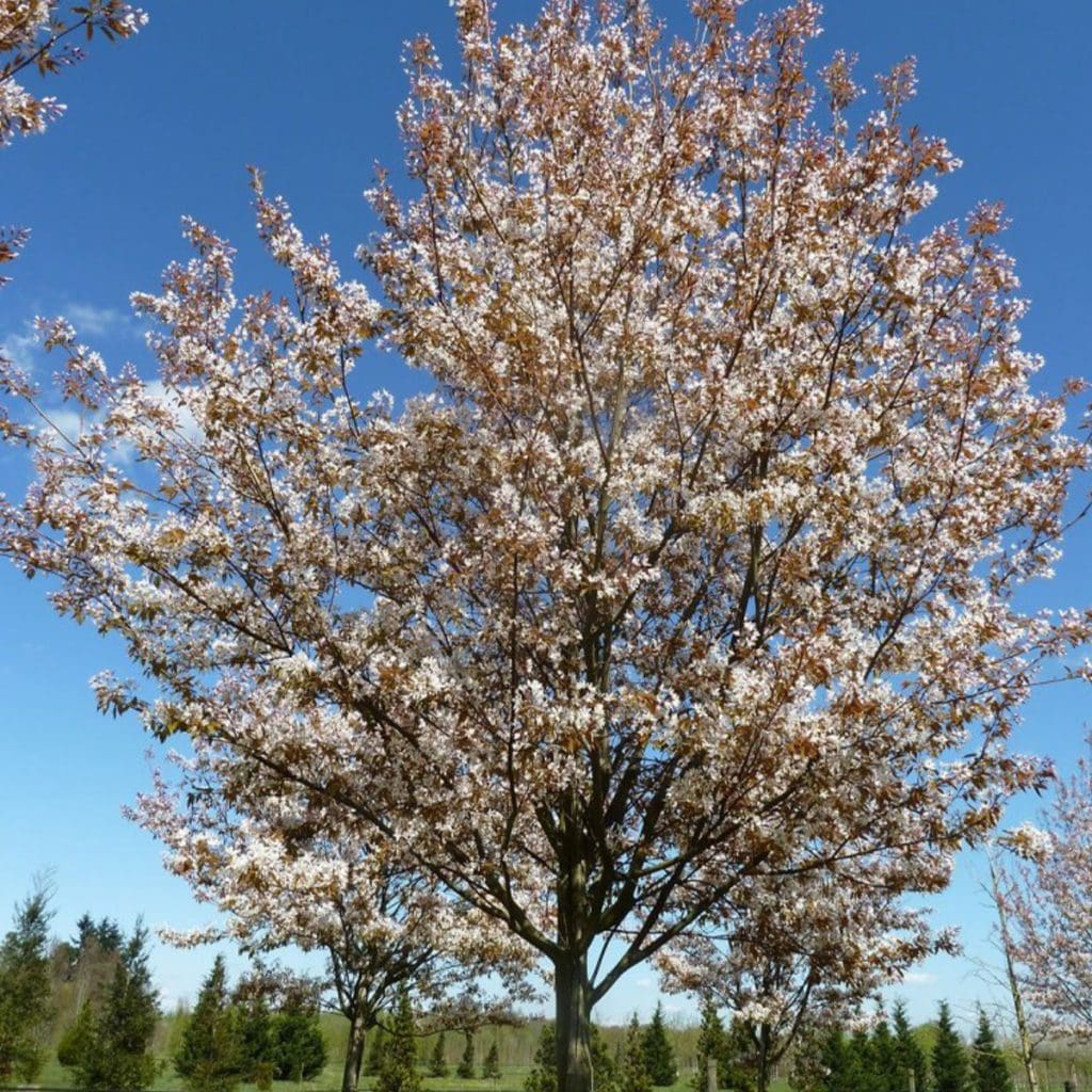 Amélanchier à grandes fleurs ‘Robin Hill’