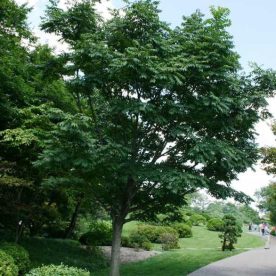 Phellodendron de l’Amur 'Macho'