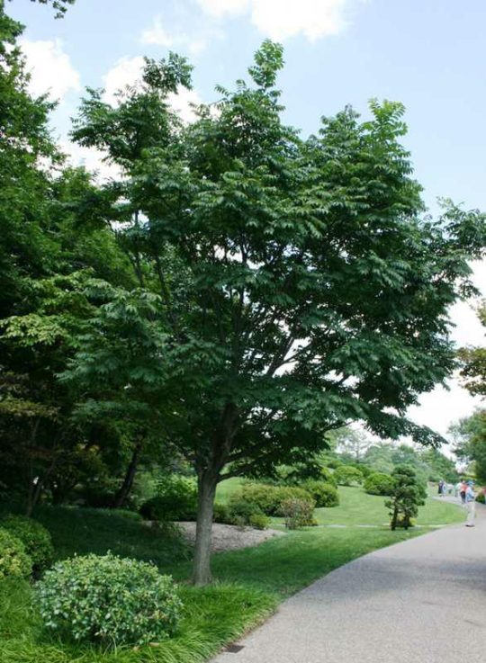 Phellodendron de l’Amur 'Macho'