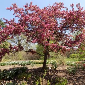 Pommetier 'Indian Magic'