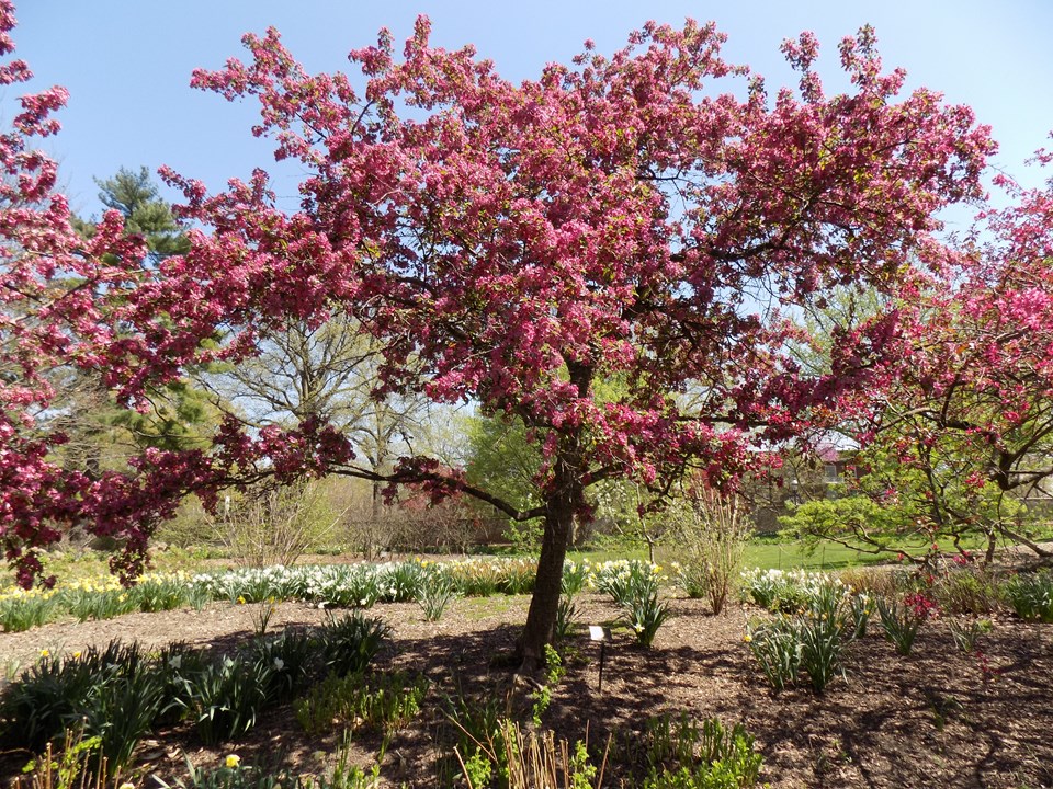 Pommetier ‘Indian Magic’