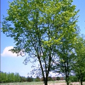 Orme d'Amérique 'Valley Forge'