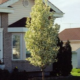 Pommetier 'Rosthern'