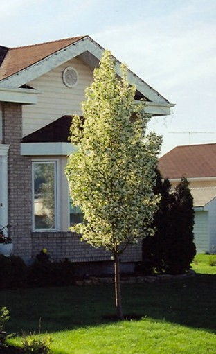 Pommetier ‘Rosthern’