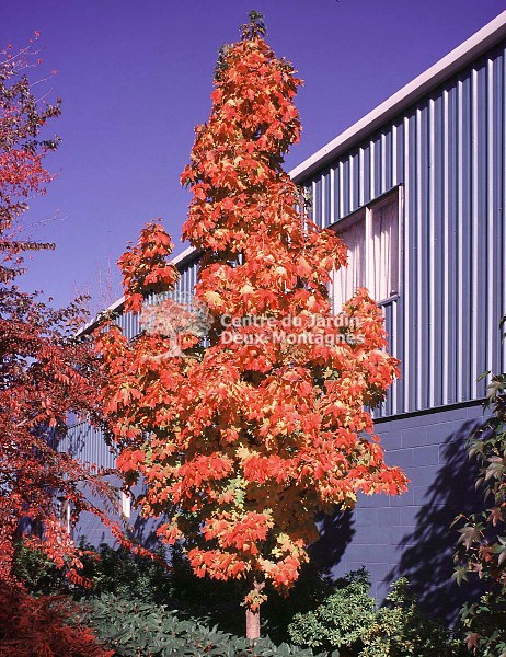 Apollo Sugar Maple
