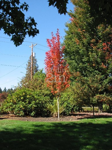 Red Rocket Red Maple