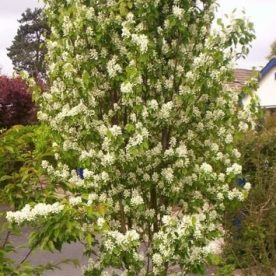 Obelisk Serviceberry