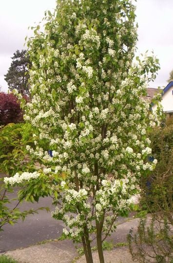 Obelisk Serviceberry