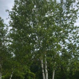 Paper Birch 3 trunks