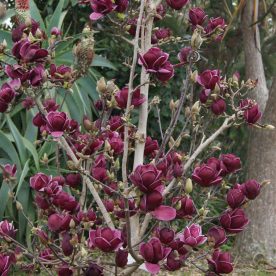 Magnolia 'Génie' multi tronc