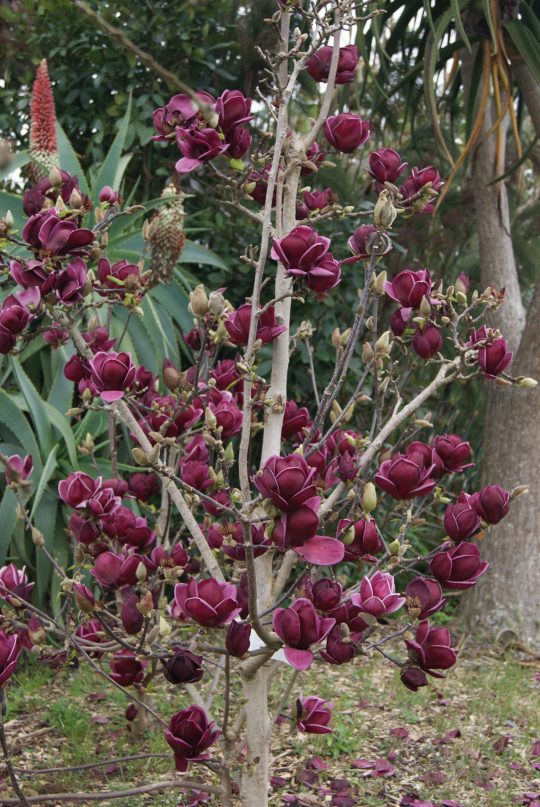 Genie Magnolia multi stemmed