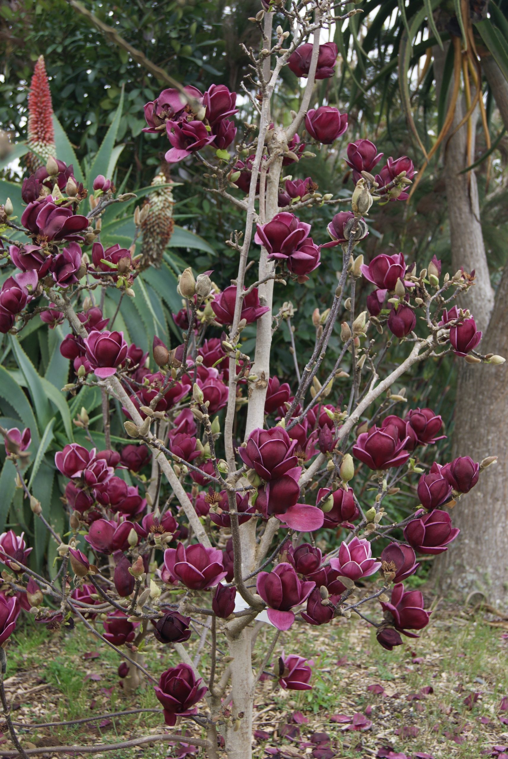 Magnolia ‘Génie’ multi-troncs