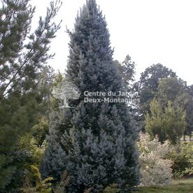 Epinette du Colorado 'Iseli Fastigiata'