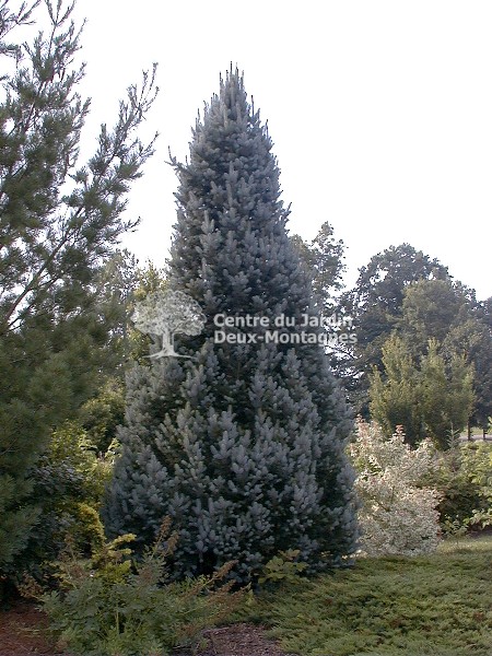 Epinette du Colorado ‘Iseli Fastigiata’