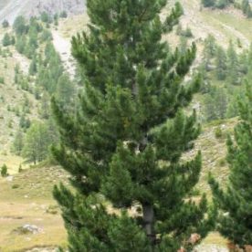 Swiss Stone Pine