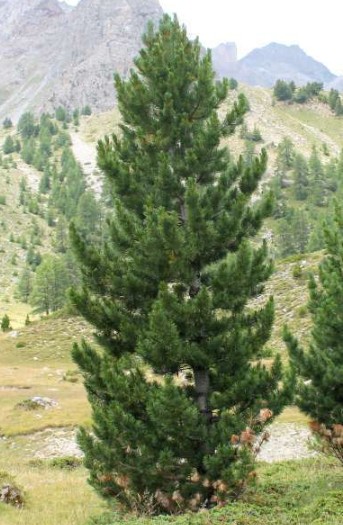 Pin des Alpes