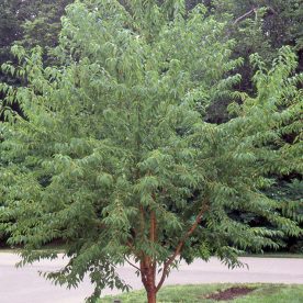 Goldspur Cherry Tree