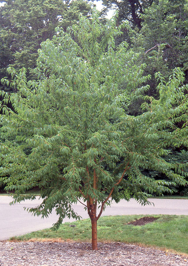 Cerisier ‘Goldspur’